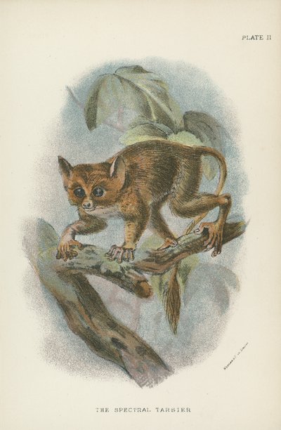 Spektral Tarsier by English School