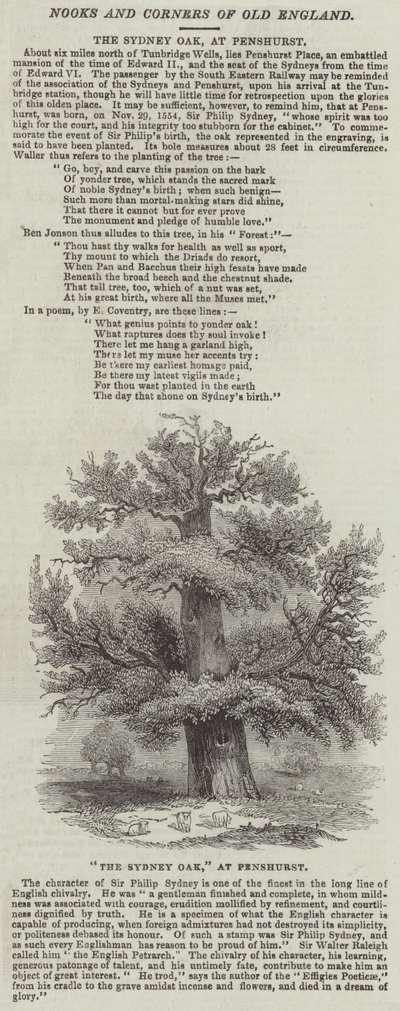 Sydney Oak, Penshurst