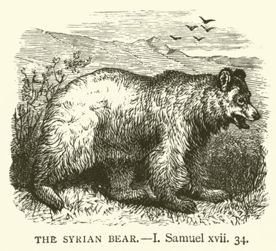 Suriye Ayısı, I, Samuel, xvii, 34 (gravür) by English School