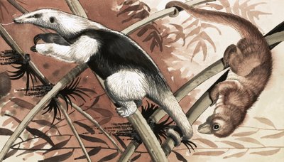 Tamandua by English School