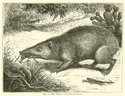 Tanrec, Centetes ecaudatus by English School