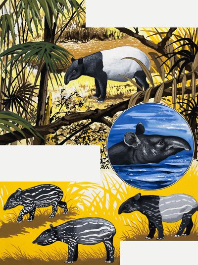 Tapir by English School