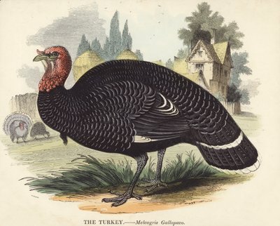 Türkiye by English School