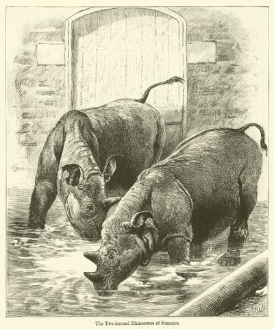 Sumatra