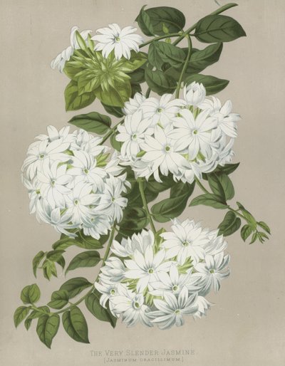 Çok İnce Yasemin, Jasminum Gracillimum by English School