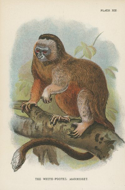 Beyaz Ayaklı Marmoset by English School