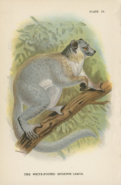 Ak Ayaklı Sportif-Lemur by English School