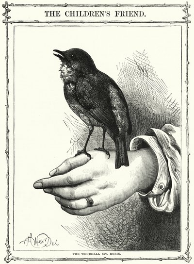 Woodhall Spa Robin (gravür) by English School