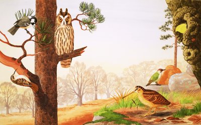 Kışın Orman ve bulabilecekleriniz by English School