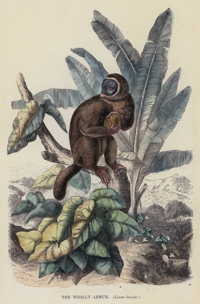 Yünlü Lemur, Lemur laniger (renkli gravür) by English School