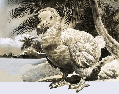 Doğanın Dünyası: Mauritius