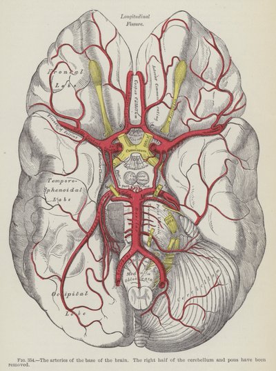 Beynin tabanının arterleri by English School