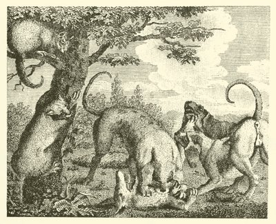 Kedi ve tilki (gravür) by English School