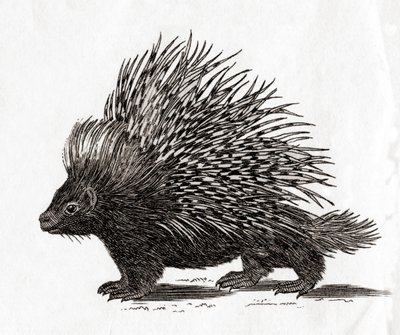 Tepeli kirpi (Hystrix cristata), 18. yüzyıldan bir baskıdan (gravür) by English School