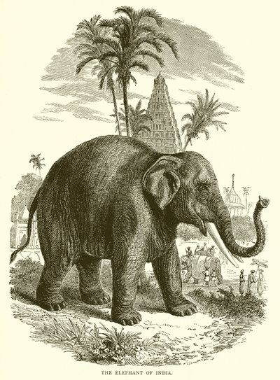 Hindistan