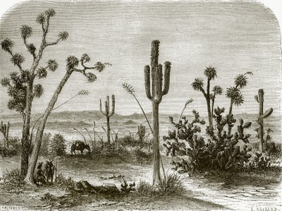 The giant cereus by English School