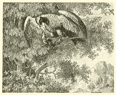 Şahin ve bülbül (gravür) by English School