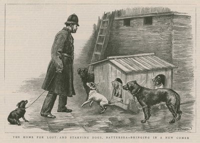 Kayıp ve aç köpekler için ev by English School