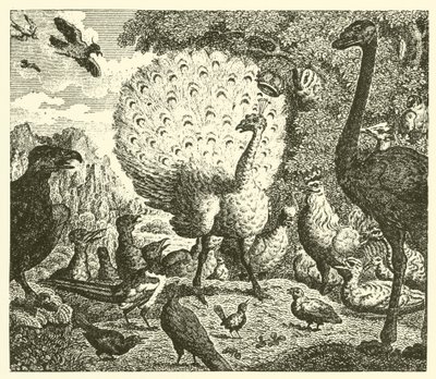 Tavus kuşu ve saksağan (gravür) by English School
