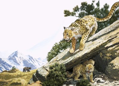 Kar leoparı by English School