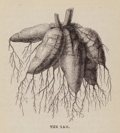 Yam (gravür) by English School