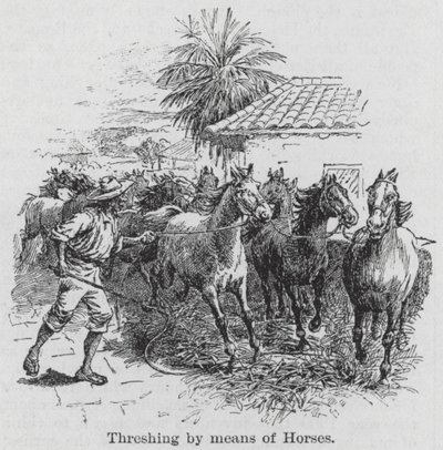 Atlarla Harmanlama (gravür) by English School