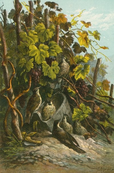 Ardıç ve asma by English School