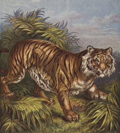 Kaplan (renkli taş) by English School