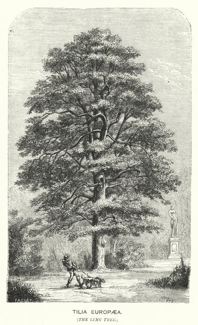 Tilia Europaea, Kireç Ağacı (gravür) by English School