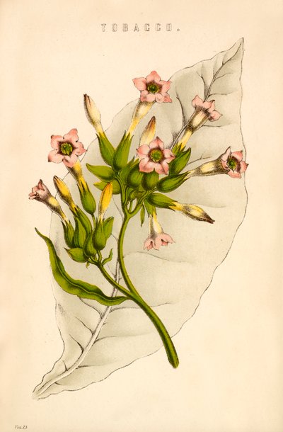 Tütün by English School
