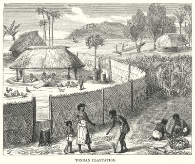 Tongan Plantasyonu (gravür) by English School