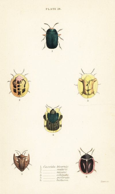 Kaplumbağa böcekleri: Omocerus bicornis 1, Cassida scalaris 2 by English School