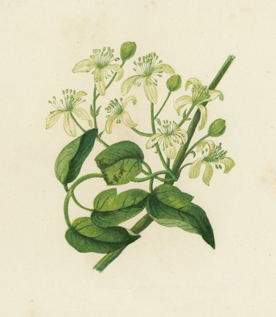 Traveller's Joy, Clematis Vitalba (renkli litho) by English School