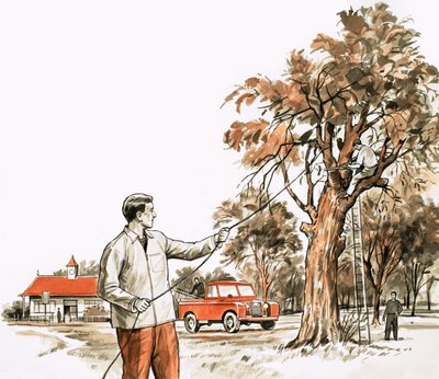 Ağaç cerrahı by English School