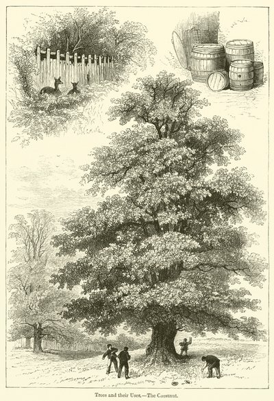 Ağaçlar ve Kullanımları, Kestane (gravür) by English School