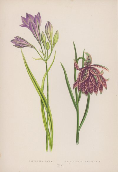 Triteleia Laxa; Fritillaria Meleagris (renkli taş) by English School