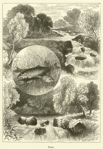 Alabalık (gravür) by English School
