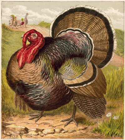 Türkiye by English School