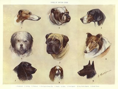 İngiliz Köpek Türleri by English School