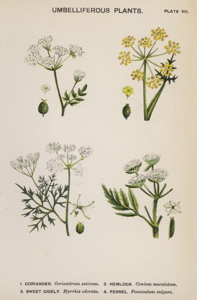 Umbelliferous Bitkiler (renkli lito) by English School