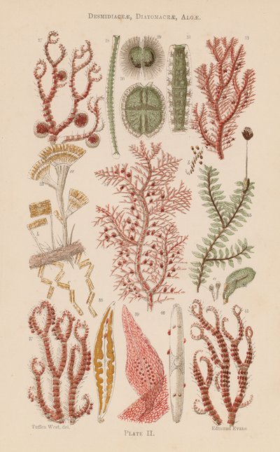 Mikroskop altında: Desmidiaceae, Diatomaceae, Algler (renkli lito) by English School