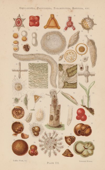 Mikroskop altında: Gregarinida, Polycystina, Foraminifera, Rotifera, vb (renkli lito) by English School