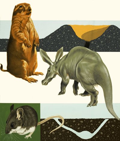 Çayır köpeği ve yaban domuzu dahil tanımlanamayan hayvanlar montajı by English School