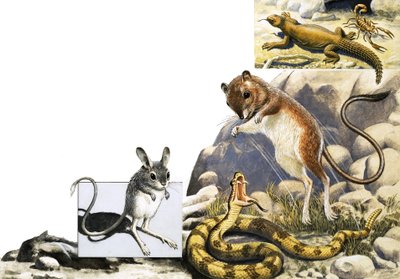 Jerboa, yılan ve akrep ile tanımlanamayan hayvanlar montajı by English School