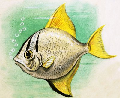 tanımlanamayan balık by English School