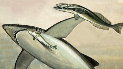 Tanımlanamayan köpekbalığı ve balık by English School