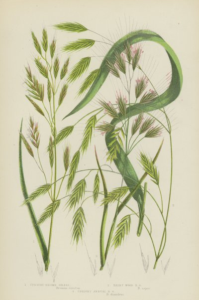Dik Brome Çimi, Tüylü Odun Brome Çimi, Dik Yıllık Brome Çimi (renkli lito) by English School