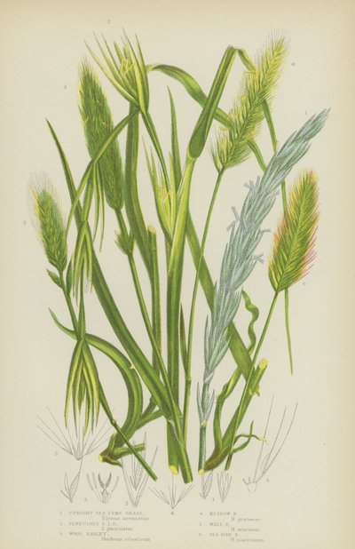 Dik Deniz Lyme Otu, Sarkık Sea Lyme Otu, Odun Arpa, Çayır Arpa, Duvar Arpa, Deniz Kenarı Arpa (renkli taş) by English School