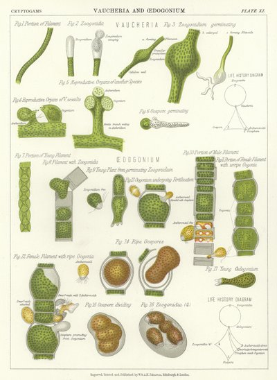 Vaucheria ve Oedogonium by English School