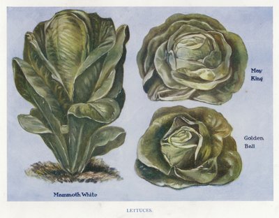 Sebze Yetiştirici Rehberi: Marullar (renkli taş) by English School
